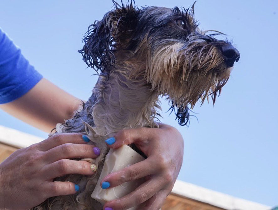 Dog Shampoo Bar